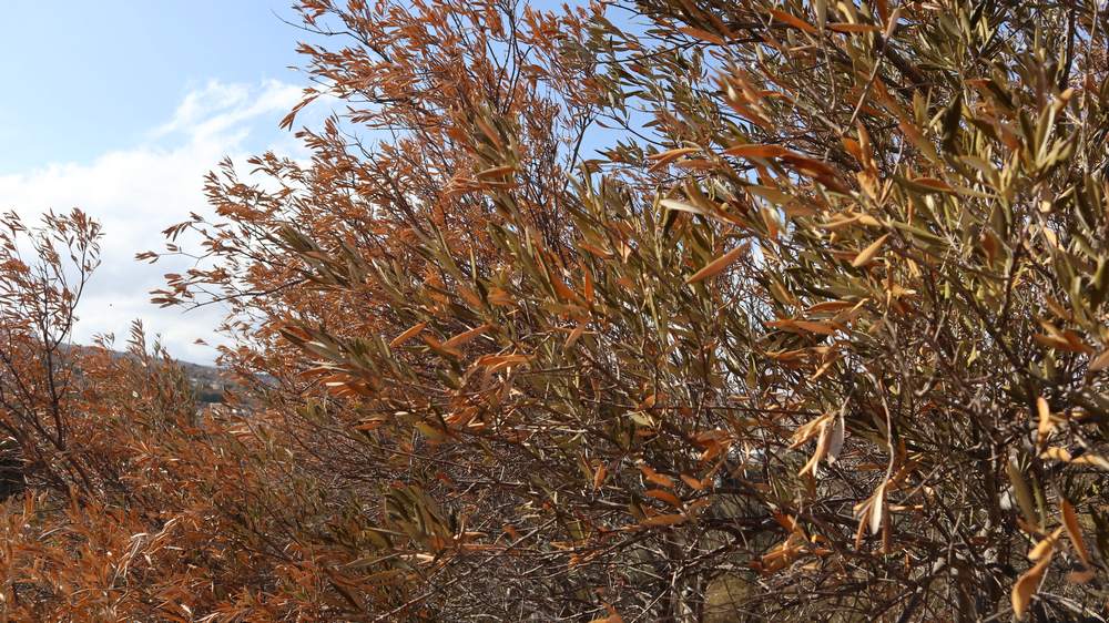 leipsidria-ksiransi-elies-vlastisi-lasithi-25-3 Γ. Ανδρουλάκης: Eκτενής επιστολή προς τον Υπουργό Αγροτικής Ανάπτυξης για το μεγάλο πρόβλημα της λειψυδρίας