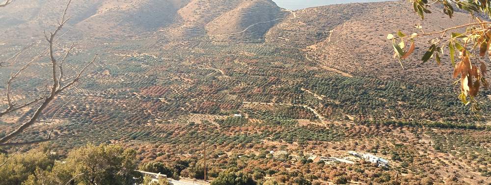 leipsidria-ksiransi-elies-vlastisi-lasithi-25-7 Γ. Ανδρουλάκης: Eκτενής επιστολή προς τον Υπουργό Αγροτικής Ανάπτυξης για το μεγάλο πρόβλημα της λειψυδρίας