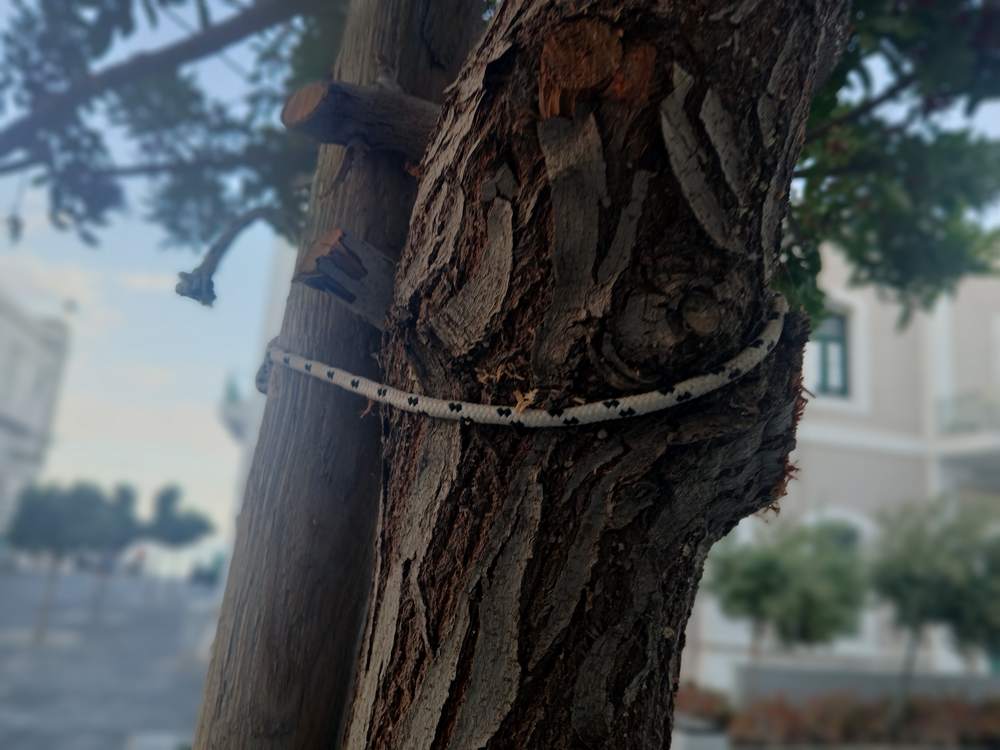 dentra-loutsetis-25-2 Μ. Λουτσέτης: Καταστρέφονται τα δέντρα του Δήμου Ιεράπετρας όταν στηρίζονται με σχοινιά