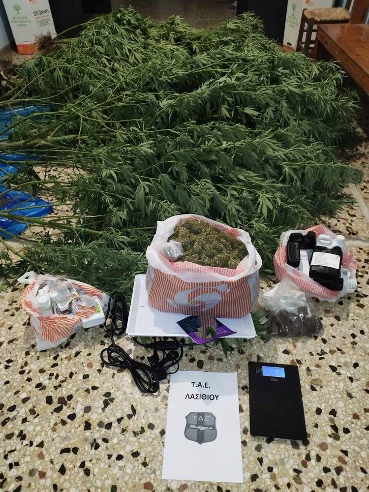 xasisofiteia-ierapetra-25-1 Εντοπίστηκε χασισοφυτεία στην Ιεράπετρα – 2 συλλήψεις