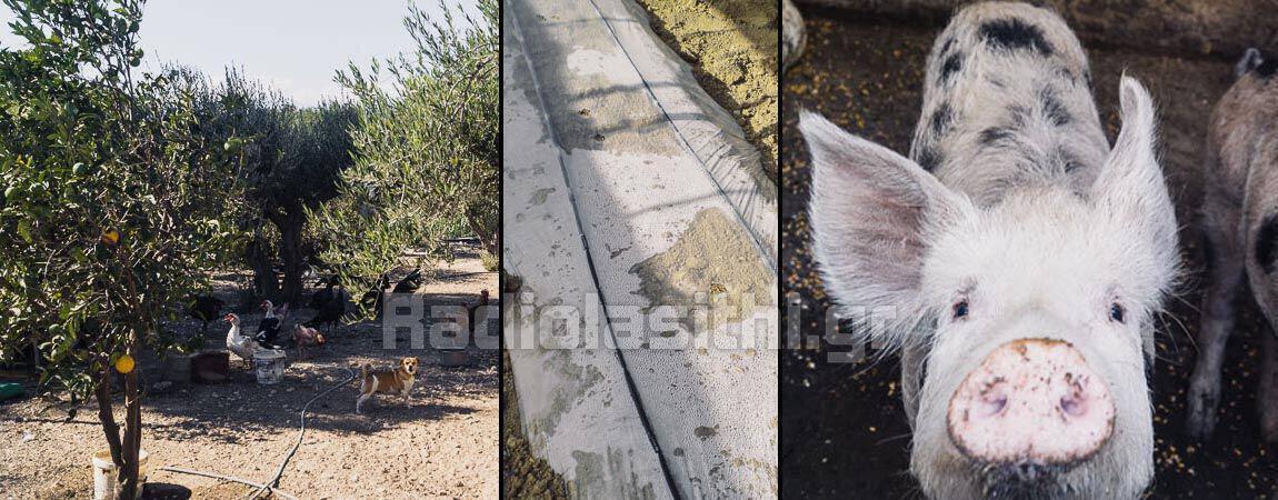skilia-ierapetra-m Εφιάλτης σε επανάληψη, συνεχιζόμενες επιθέσεις και απώλειες οικόσιτων ζώων από επιθέσεις σκύλων στην Ιεράπετρα [βίντεο]