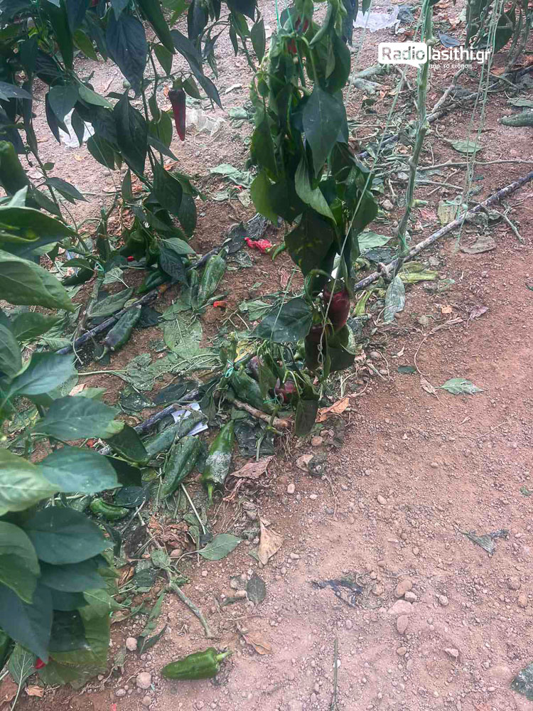 skilia-zimies-ierapetra-26-2 Όταν η ανθρώπινη ανευθυνότητα «οπλίζει» τα αδέσποτα – Νέο περιστατικό με σοβαρές ζημιές στην Ιεράπετρα