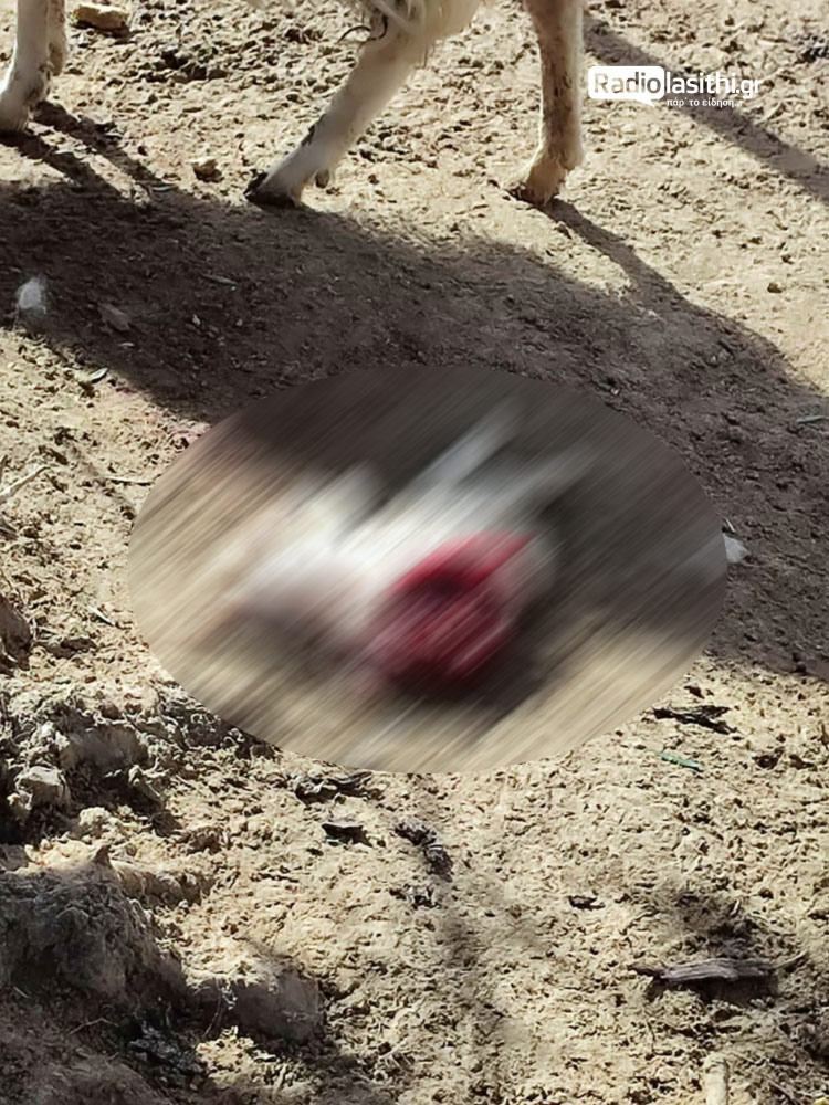 sklia-zimies-ierapetra-26-4-1 Εφιάλτης σε επανάληψη, συνεχιζόμενες επιθέσεις και απώλειες οικόσιτων ζώων από επιθέσεις σκύλων στην Ιεράπετρα [βίντεο]